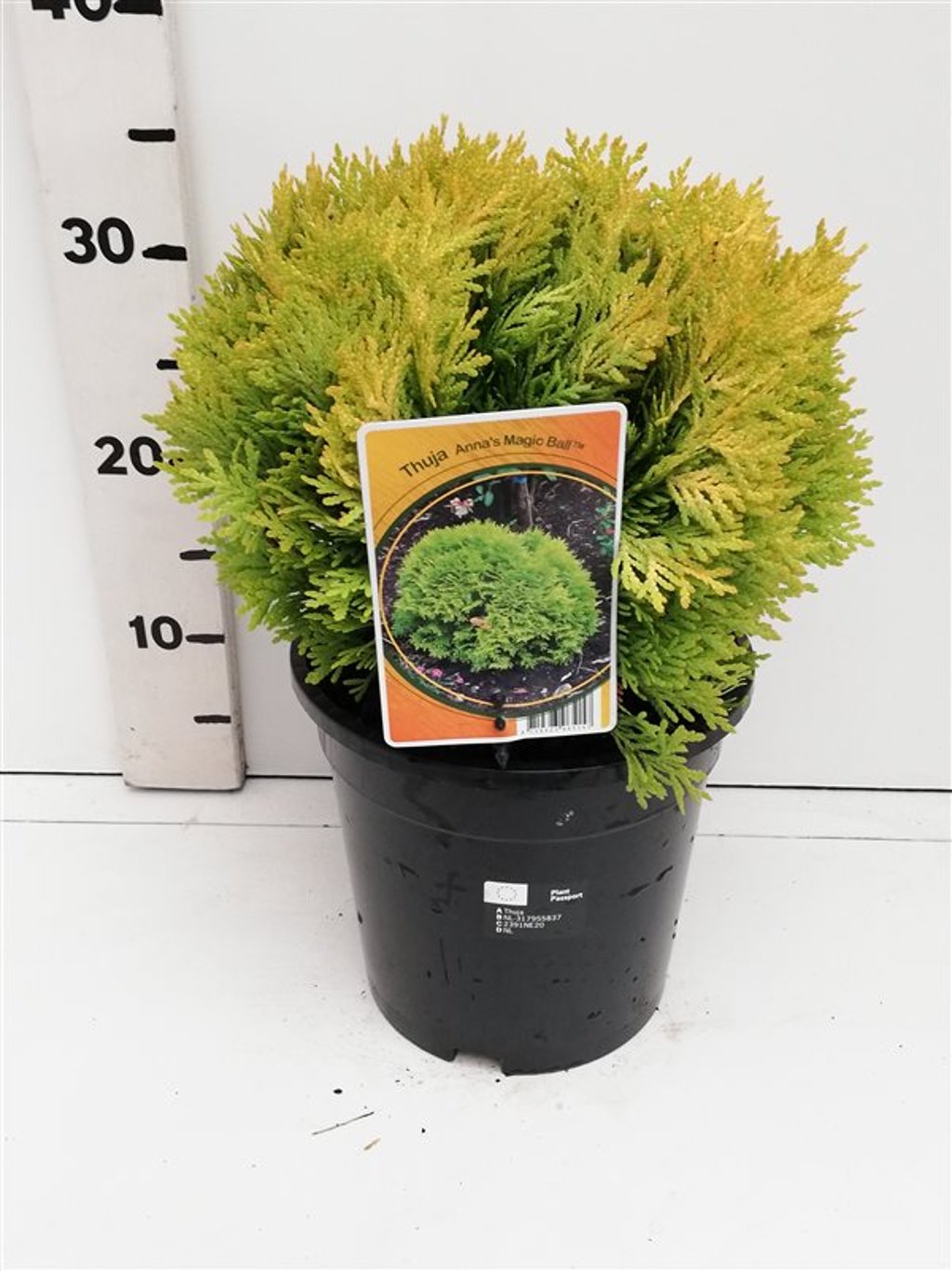 Thuja occ. 'Anna's Magic Ball' - C3 20-25 CM